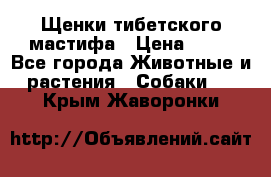 Щенки тибетского мастифа › Цена ­ 80 - Все города Животные и растения » Собаки   . Крым,Жаворонки